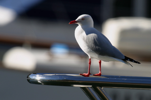 Silver Gull | BIRDS in BACKYARDS